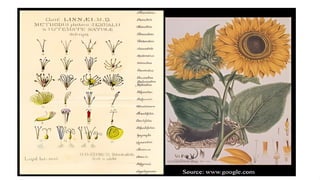 Linnaeus classification with details of history and | PPTX