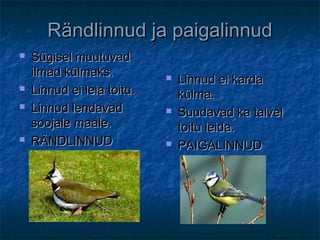 Rändlinnud ja paigalinnudRändlinnud ja paigalinnud
 Sügisel muutuvadSügisel muutuvad
ilmad külmaks.ilmad külmaks.
 Linnud ei leia toitu.Linnud ei leia toitu.
 Linnud lendavadLinnud lendavad
soojale maale.soojale maale.
 RÄNDLINNUDRÄNDLINNUD
 Linnud ei kardaLinnud ei karda
külma.külma.
 Suudavad ka talvelSuudavad ka talvel
toitu leida.toitu leida.
 PAIGALINNUDPAIGALINNUD
 