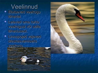VeelinnudVeelinnud
 Elutsevad veekoguElutsevad veekogu
lähedal.lähedal.
 Leiavad oma toiduLeiavad oma toidu
veekogust või selleveekogust või selle
lähedusest.lähedusest.
 Linnupojad vajavadLinnupojad vajavad
üleskasvamiseksüleskasvamiseks
veekogu.veekogu.
 