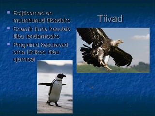 TiivadTiivad
 Esijäsemed onEsijäsemed on
muundunud tiibadeksmuundunud tiibadeks
 Enamik linde kasutabEnamik linde kasutab
tiibu lendamisekstiibu lendamiseks
 Pingviinid kasutavadPingviinid kasutavad
oma lühikesi tiibuoma lühikesi tiibu
ujumiselujumisel
 