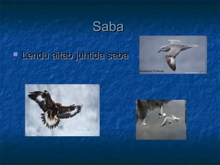 SabaSaba
 Lendu aitab juhtida sabaLendu aitab juhtida saba
 