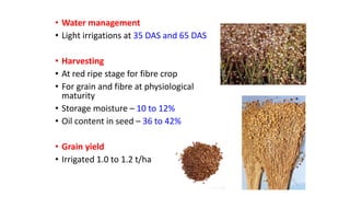Linseed cultivation practices in rabi.pptx