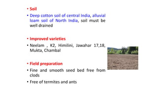 Linseed cultivation practices in rabi.pptx