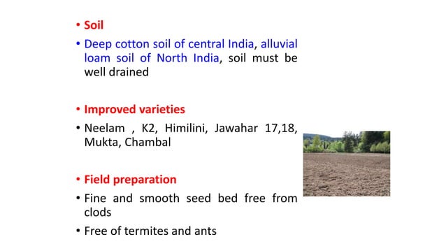 Linseed cultivation practices in rabi.pptx
