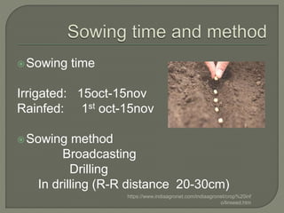 Linseed presentation | PPTX