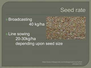 Linseed presentation | PPTX