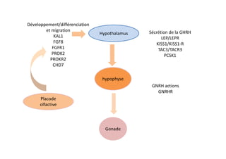 Développement/différenciation
        et migration                           Sécrétion de la GHRH
                                Hypothalamus
            KAL1                                     LEP/LEPR
            FGF8                                  KISS1/KISS1-R
           FGFR1                                   TAC3/TACR3
           PROK2                                       PCSK1
          PROKR2
           CHD7

                                 hypophyse
                                                GNRH actions
                                                  GNRHR
     Placode
     olfactive




                                  Gonade
 
