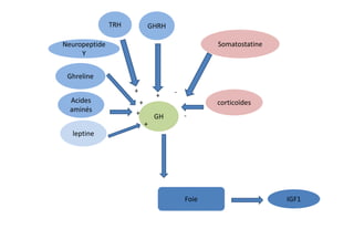 TRH           GHRH

Neuropeptide                                     Somatostatine
     Y


 Ghreline
                     +                -
                                 +
  Acides                 +                       corticoïdes
  aminés             +
                                 GH       -
                             +
  leptine




                                          Foie                   IGF1
 