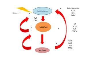 +   Catecolamines
                     Hypothalamus                     IL1β
Stress +   +                                          IL-6
           -                                         TNFα
                   AVP
                   CRH
                                                            LIF
                         Hypophyse                         IL1β
               +                         +                 IL-6
               -
                                                          TNF α



                                                  CRH
                                     +            IL1β
                                                   IL-6
                                                  TNFα
                         Surrénale
 