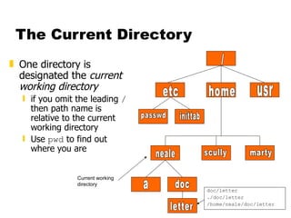 The Current Directory One directory is designated the  current working directory if you omit the leading  /  then path name is relative to the current working directory Use  pwd  to find out where you are letter doc/letter ./doc/letter /home/neale/doc/letter / etc home usr passwd inittab neale scully marty a doc Current working directory 