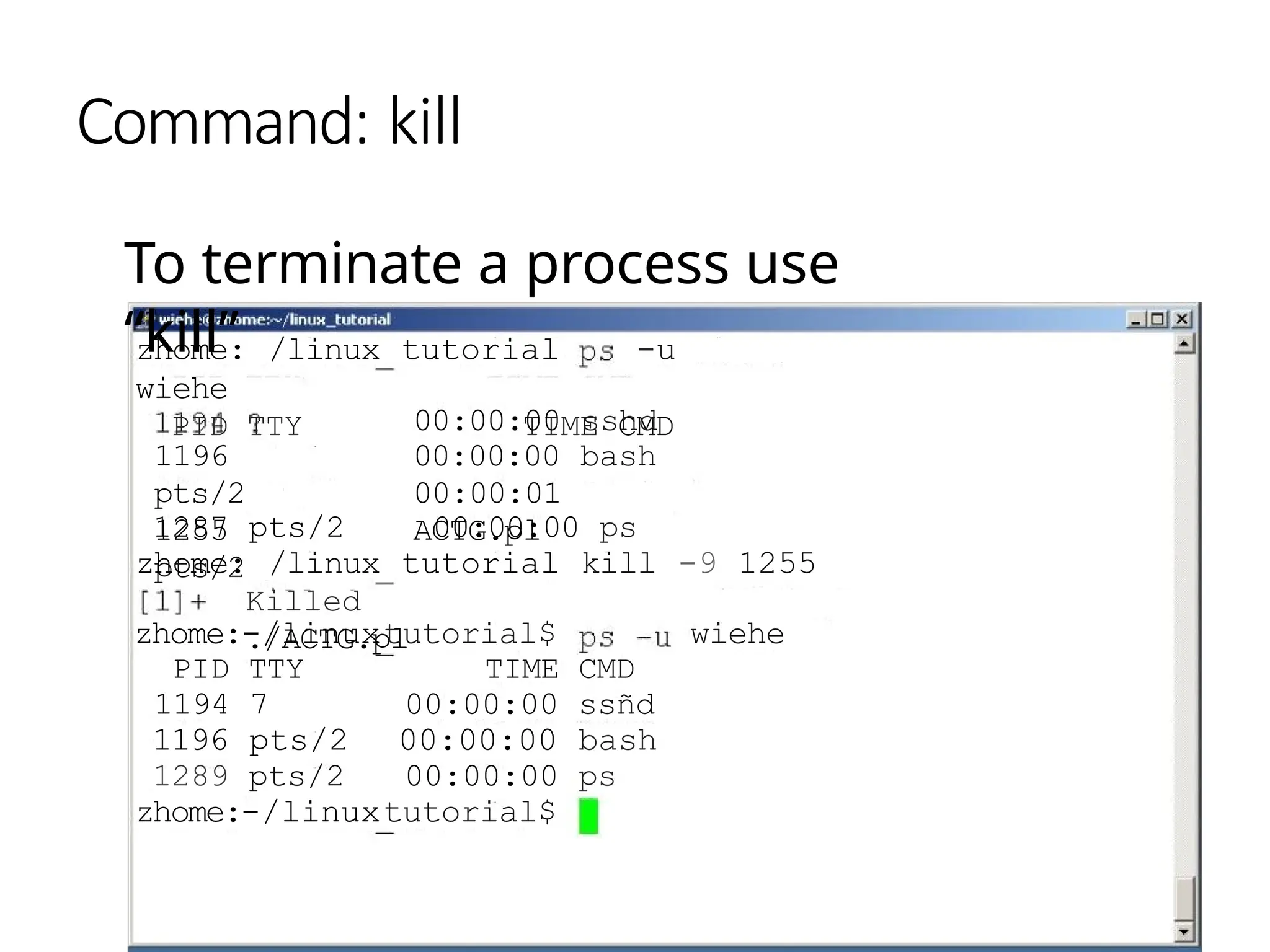 Command: kill
To terminate a process use
“kill”
zhome: /linux tutorial -u
wiehe
PID TTY TIME CMD
1196
pts/2
1255
pts/2
00:00:00 sshd
00:00:00 bash
00:00:01
ACTG.pl
1287 pts/2 00:00:00 ps
zhome: /linux tutorial kill -9 1255
Killed
./ACTG.pl
zhome:-/linuxtutorial$ wiehe
PID TTY TIME CMD
1194 7 00:00:00 ssñd
1196 pts/2 00:00:00 bash
1289 pts/2 00:00:00 ps
zhome:-/linuxtutorial$
 