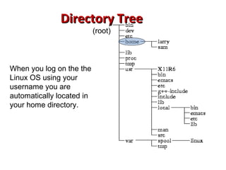 Directory TreeDirectory Tree
(root)
When you log on the the
Linux OS using your
username you are
automatically located in
your home directory.
 