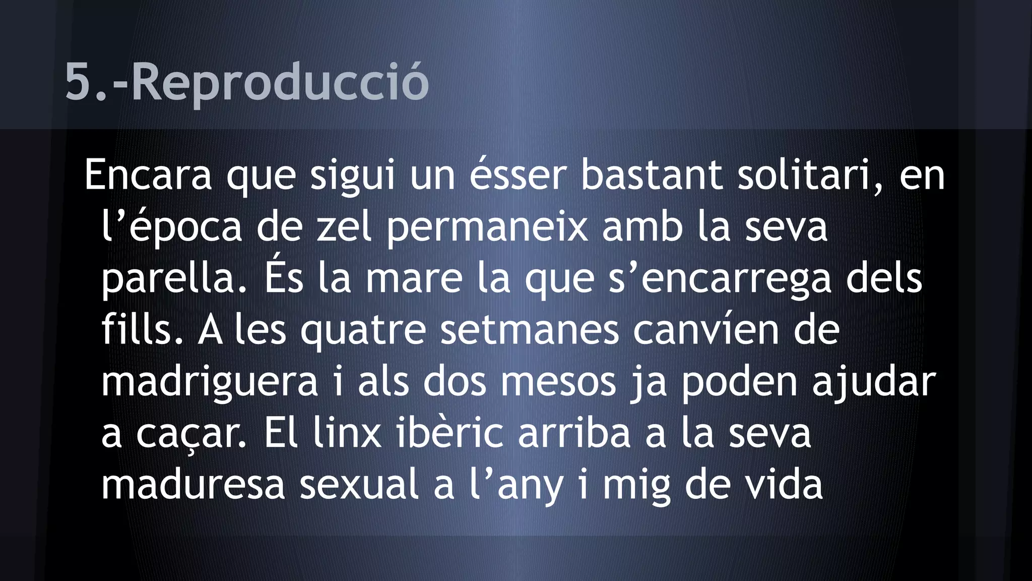 5.-Reproducció
Encara que sigui un ésser bastant solitari, en
l’época de zel permaneix amb la seva
parella. És la mare la que s’encarrega dels
fills. A les quatre setmanes canvíen de
madriguera i als dos mesos ja poden ajudar
a caçar. El linx ibèric arriba a la seva
maduresa sexual a l’any i mig de vida

 