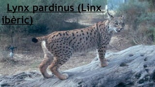 Lynx pardinus (Linx
ibèric)

 
