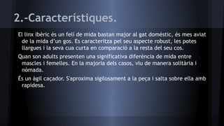 2.-Característiques.
El linx ibèric és un felí de mida bastan major al gat doméstic, és mes aviat
de la mida d’un gos. Es caracteritza pel seu aspecte robust, les potes
llargues i la seva cua curta en comparació a la resta del seu cos.
Quan son adults presenten una significativa diferència de mida entre
mascles i femelles. En la majoria dels casos, viu de manera solitària i
nòmada.
És un àgil caçador. S'aproxima sigilosament a la peça i salta sobre ella amb
rapidesa.

 