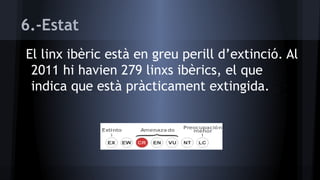 6.-Estat
El linx ibèric està en greu perill d’extinció. Al
2011 hi havien 279 linxs ibèrics, el que
indica que està pràcticament extingida.

 