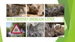 WE DEFEND IBERIAN LYNX
 