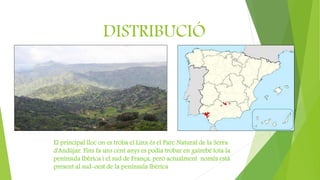 DISTRIBUCIÓ
El principal lloc on es troba el Linx és el Parc Natural de la Serra
d'Andújar. Fins fa uns cent anys es podia trobar en gairebé tota la
península Ibèrica i el sud de França, però actualment només està
present al sud-oest de la península Ibèrica
 