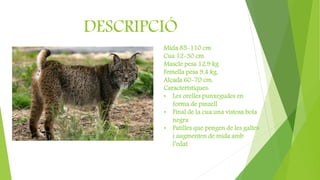 DESCRIPCIÓ
Mida 85-110 cm
Cua 12-30 cm.
Mascle pesa 12,9 kg
Femella pesa 9,4 kg.
Alçada 60-70 cm.
Característiques:
• Les orelles punxegudes en
forma de pinzell
• Final de la cua una vistosa bola
negra
• Patilles que pengen de les galtes
i augmenten de mida amb
l’edat.
 