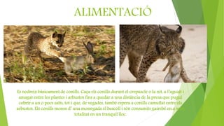 ALIMENTACIÓ
Es nodreix bàsicament de conills. Caça els conills durant el crepuscle o la nit, a l’aguait i
amagat entre les plantes i arbustos fins a quedar a una distància de la presa que pugui
cobrir a un o pocs salts, tot i que, de vegades, també espera a conills camuflat entre els
arbustos. Els conills moren d’ una mossegada el bescoll i són consumits gairebé en a seva
totalitat en un tranquil lloc.
 