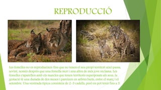 REPRODUCCIÓ
Les femelles no es reprodueixen fins que no tenen el seu propi territori això passa,
sovint, només després que una femella mor i una altra de més jove reclama. Les
femelles s'aparellen amb els mascles que tenen territoris superposats als seus, la
gestació té una durada de dos mesos i pareixen en arbres buits, entre el març i el
setembre. Una ventrada típica consisteix de 2-3 cadells, però en pot tenir fins a 5.
 