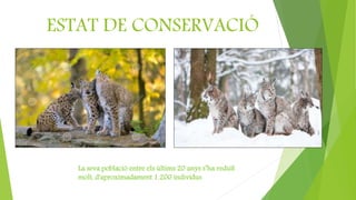 ESTAT DE CONSERVACIÓ
La seva població entre els últims 20 anys s’ha reduït
molt, d'aproximadament 1.200 individus
 