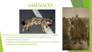 AMENACES
El linx ibèric és un animal amenaçat degut a les causes de les següents:
• La mort dels linxs és causada pels tirs dels caçadors i per al
atropellament en les carreters
• La destrucció del seu hàbitat per construir-hi carreteres, vies fèrries i
embassaments, repoblacions forestals etc.
 