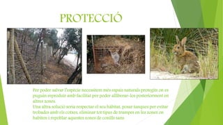 PROTECCIÓ
Per poder salvar l’espècie necessitem més espais naturals protegits on es
puguin reproduir amb facilitat per poder alliberar-los posteriorment en
altres zones.
Una altra solució seria respectar el seu hàbitat, posar tanques per evitar
trobades amb els cotxes, eliminar tot tipus de trampes en les zones on
habiten i repoblar aquestes zones de conills sans.
 