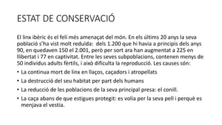 ESTAT DE CONSERVACIÓ
El linx ibèric és el felí més amenaçat del món. En els últims 20 anys la seva
població s’ha vist molt reduïda: dels 1.200 que hi havia a principis dels anys
90, en quedaven 150 el 2.001, però per sort ara han augmentat a 225 en
llibertat i 77 en captivitat. Entre les seves subpoblacions, contenen menys de
50 individus adults fèrtils, i això dificulta la reproducció. Les causes són:
• La continua mort de linx en llaços, caçadors i atropellats
• La destrucció del seu habitat per part dels humans
• La reducció de les poblacions de la seva principal presa: el conill.
• La caça abans de que estigues protegit: es volia per la seva pell i perquè es
menjava el vestia.
 