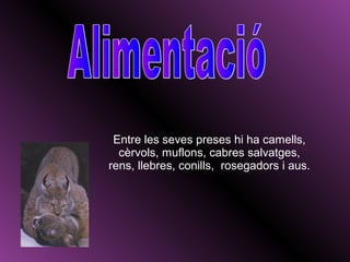 Entre les seves preses hi ha camells,
  cèrvols, muflons, cabres salvatges,
rens, llebres, conills, rosegadors i aus.
 