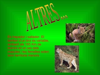 És trepador i saltador. El
territori d’un linx és variable,
arribant als 185 Km de
domini en el cas dels
mascles i les femelles solen
tenir territoris menors.
 