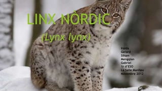 LINX NÒRDIC
(Lynx lynx)
Iraida
Gerard
Siham
Mengqian
Gabriel
1r d’ESO
La Salle Manlleu
Novembre 2012
 