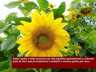 Saber captar o lado luminoso da vida significa aprendermos a valorizar tudo de bom que já recebemos e também a sermos gratos por isso... 