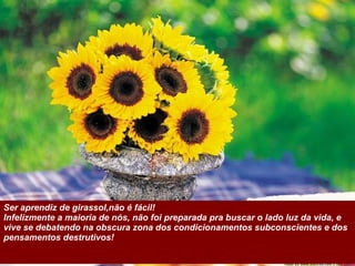 Ser aprendiz de girassol,não é fácil! Infelizmente a maioria de nós, não foi preparada pra buscar o lado luz da vida, e vive se debatendo na obscura zona dos condicionamentos subconscientes e dos pensamentos destrutivos!  