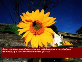 Daqui pra frente, quando perceber que está desanimado, revoltado ou deprimido, que possa se lembrar de ser girassol.  