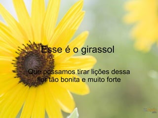 Esse é o girassol  Que possamos tirar lições dessa flor tão bonita e muito forte 