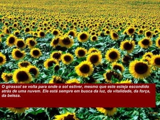 O girassol se volta para onde o sol estiver, mesmo que este esteja escondido atrás de uma nuvem. Ele está sempre em busca da luz, da vitalidade, da força, da beleza.  