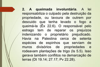 2. A queimada involuntária. A lei
responsabiliza o culpado pela destruição da
propriedade, ou lavoura de outrem por
descuido que tenha levado o fogo a
queimá-la (Êx 22.6). O responsável pelo
estrago tem de reparar os prejuízos
indenizando o proprietário prejudicado.
Havia na Palestina cerca de setenta
espécies de espinhos que serviam de
muros divisórios de propriedades e
rodeavam plantações de trigo (Is 5.5). Isso
gerava também conflitos na demarcação de
terras (Dt 19.14; 27.17; Pv 22.28).
 
