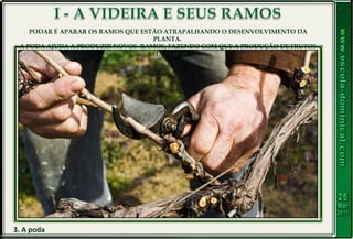 3. A poda
PODAR É APARAR OS RAMOS QUE ESTÃO ATRAPALHANDO O DESENVOLVIMENTO DA
PLANTA.
A PODA AJUDA A PRODUZIR NOVOS RAMOS, FAZENDO COM QUE A PRODUÇÃO DE FRUTOS
SEJA MAIOR
 