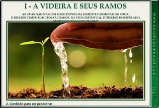 2. Condição para ser produtivo
AS UVAS NÃO NASCEM LOGO DEPOIS DA SEMENTE GERMINAR NO SOLO.
É PRECISO TEMPO E MUITOS CUIDADOS. NA VIDA ESPIRITUAL, É PRECISO DISCIPULADO,
ENSINO DA PALAVRA DE DEUS
 