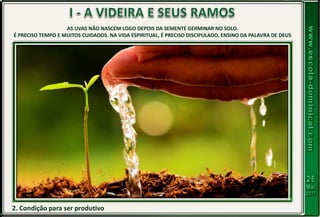 2. Condição para ser produtivo
AS UVAS NÃO NASCEM LOGO DEPOIS DA SEMENTE GERMINAR NO SOLO.
É PRECISO TEMPO E MUITOS CUIDADOS. NA VIDA ESPIRITUAL, É PRECISO DISCIPULADO, ENSINO DA PALAVRA DE DEUS
 