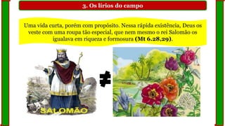 3. Os lírios do campo
Uma vida curta, porém com propósito. Nessa rápida existência, Deus os
veste com uma roupa tão especial, que nem mesmo o rei Salomão os
igualava em riqueza e formosura (Mt 6.28,29).
 