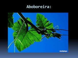 Aboboreira:
 