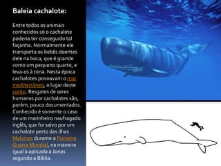Baleia cachalote:
Entre todos os animais
conhecidos só o cachalote
poderia ter conseguido tal
façanha. Normalmente ele
transporta os bebês doentes
dele na boca, que é grande
como um pequeno quarto, e
leva-os à tona. Nesta época
cachalotes povoavam o mar
mediterrâneo, o lugar deste
conto. Resgates de seres
humanos por cachalotes são,
porém, pouco documentados.
Conhecido é somente o caso
de um marinheiro naufragado
inglês, que foi salvo por um
cachalote perto das ilhas
Malvinas durante a Primeira
Guerra Mundial, na maneira
igual à aplicada a Jonas
segundo a Bíblia.
 