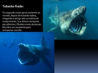 Tubarão-frade:
É o segundo maior peixe existente no
mundo, depois do tubarão-baleia,
chegando a atingir até 10 metros de
comprimento. Sua dieta é composta
por plâncton, filhotes e ovos de peixes.
Eles têm um recipiente para
armazenar comida.
 