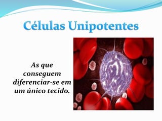 As que
conseguem
diferenciar-se em
um único tecido.
 