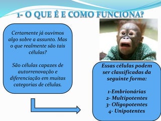 Certamente já ouvimos
algo sobre a assunto. Mas
o que realmente são tais
células?
São células capazes de
autorrenovação e
diferenciação em muitas
categorias de células.
Essas células podem
ser classificadas da
seguinte forma:
1-Embrionárias
2- Multipotentes
3- Oligopotentes
4- Unipotentes
 