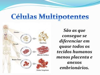 São as que
consegue se
diferenciar em
quase todos os
tecidos humanos
menos placenta e
anexos
embrionários.
 