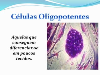 Aquelas que
conseguem
diferenciar-se
em poucos
tecidos.
 