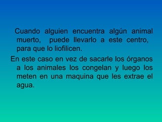 Cuando alguien encuentra algún animal
muerto, puede llevarlo a este centro,
para que lo liofilicen.
En este caso en vez de sacarle los órganos
a los animales los congelan y luego los
meten en una maquina que les extrae el
agua.

 